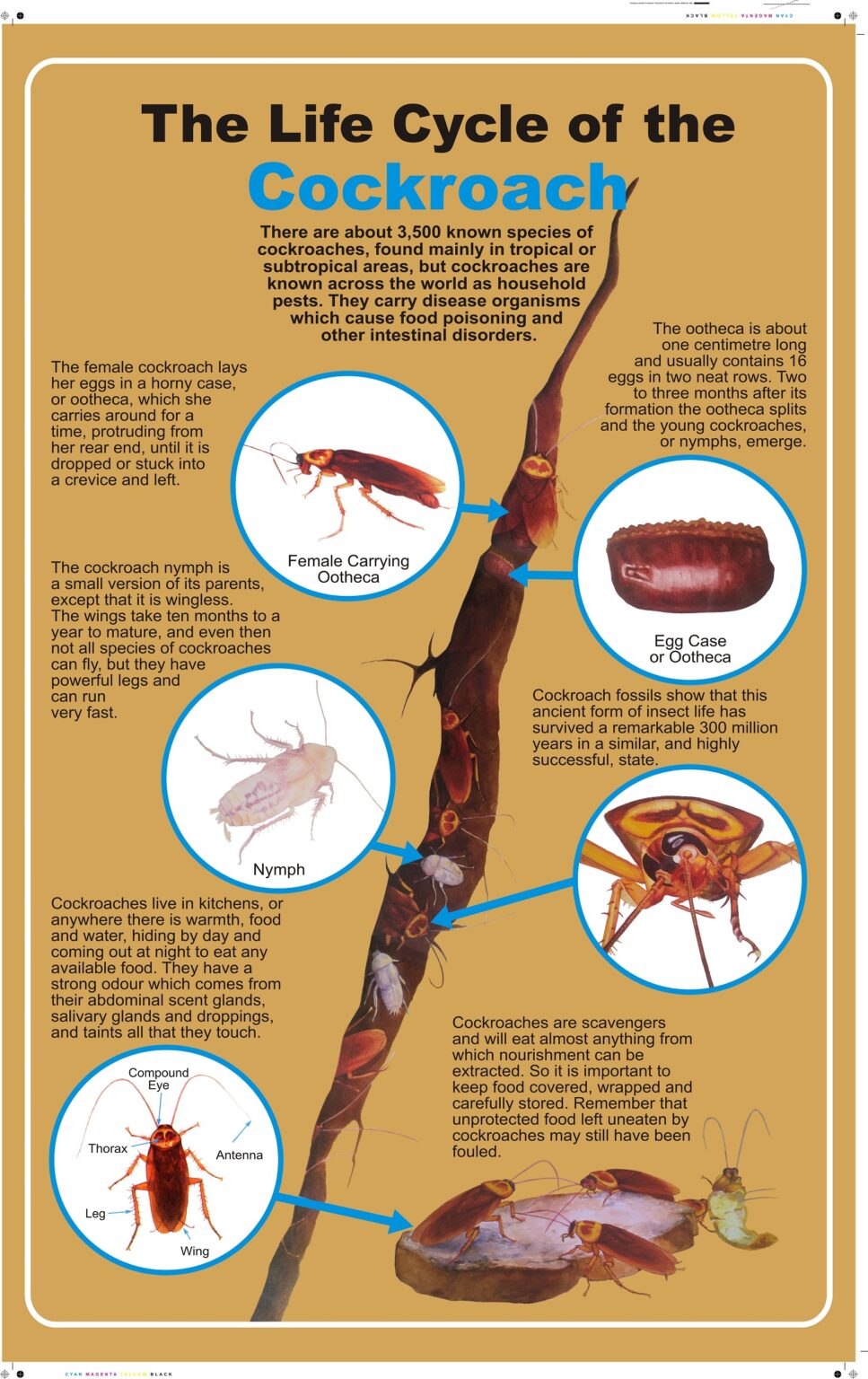 THE LIFE CYCLE OF COCKROACH – West African Book Publishers Limited